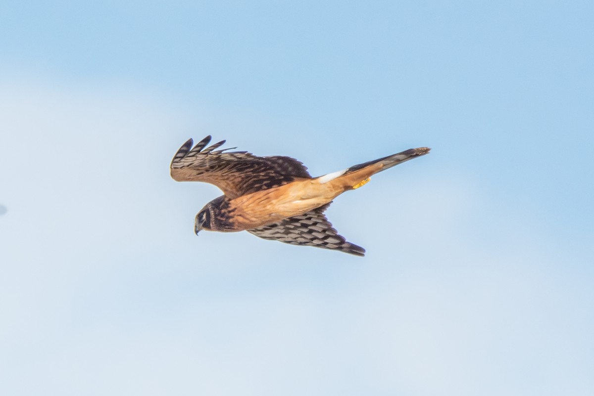 Northern Harrier - ML644463237