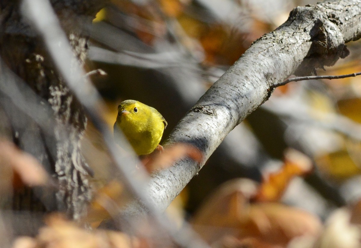 Wilson's Warbler - ML644463238