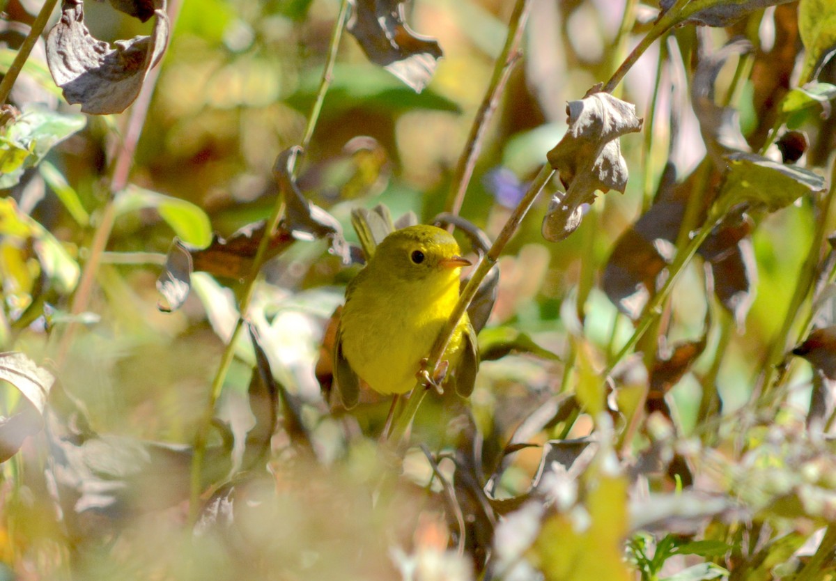 Wilson's Warbler - ML644463239