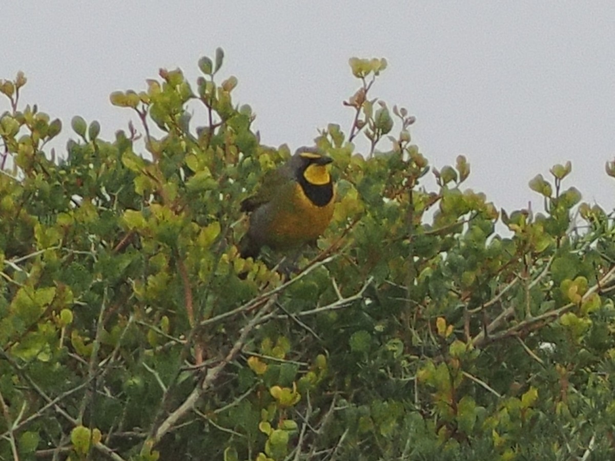 Bokmakierie - ML644463243