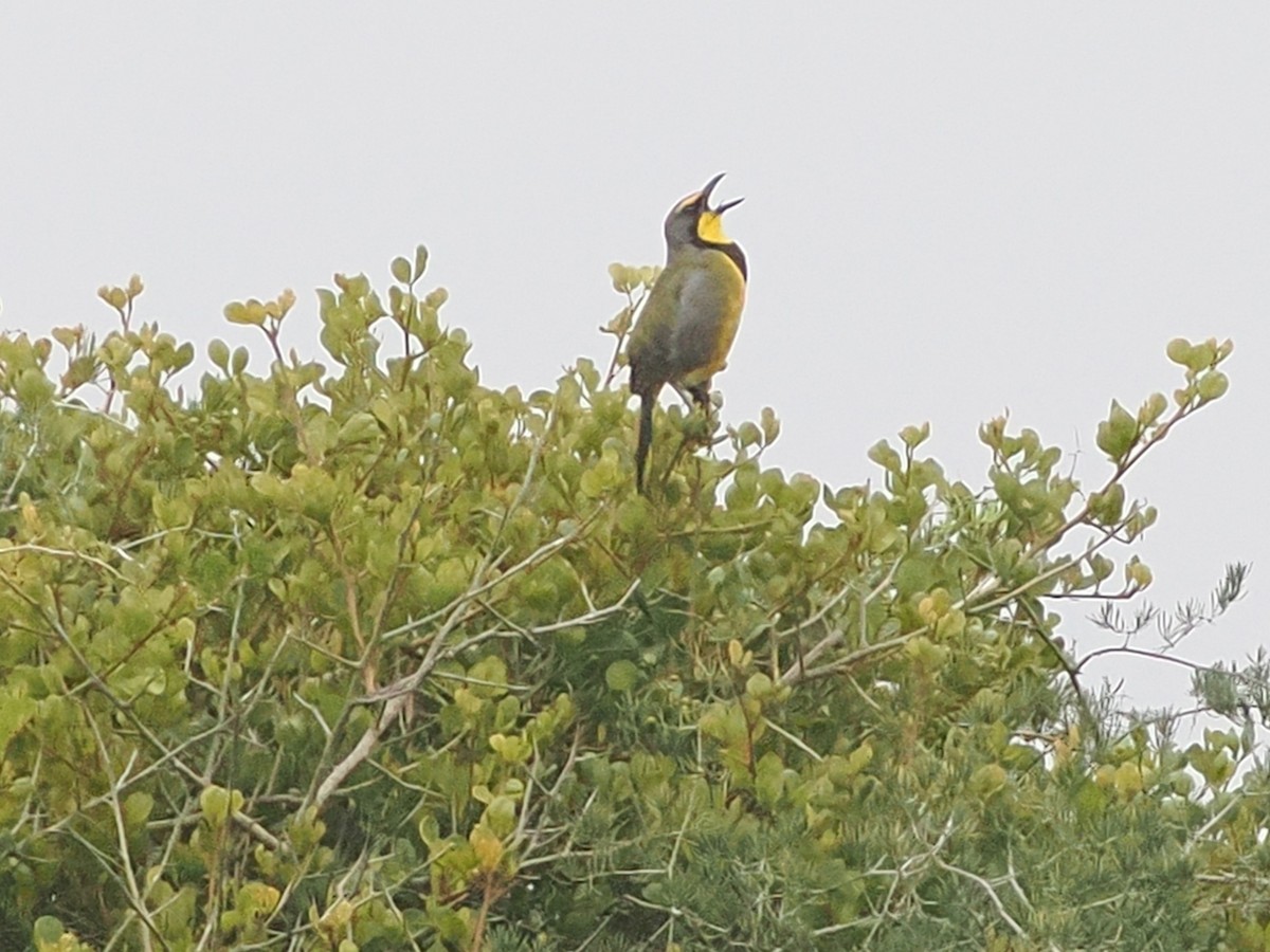 Bokmakierie - ML644463244