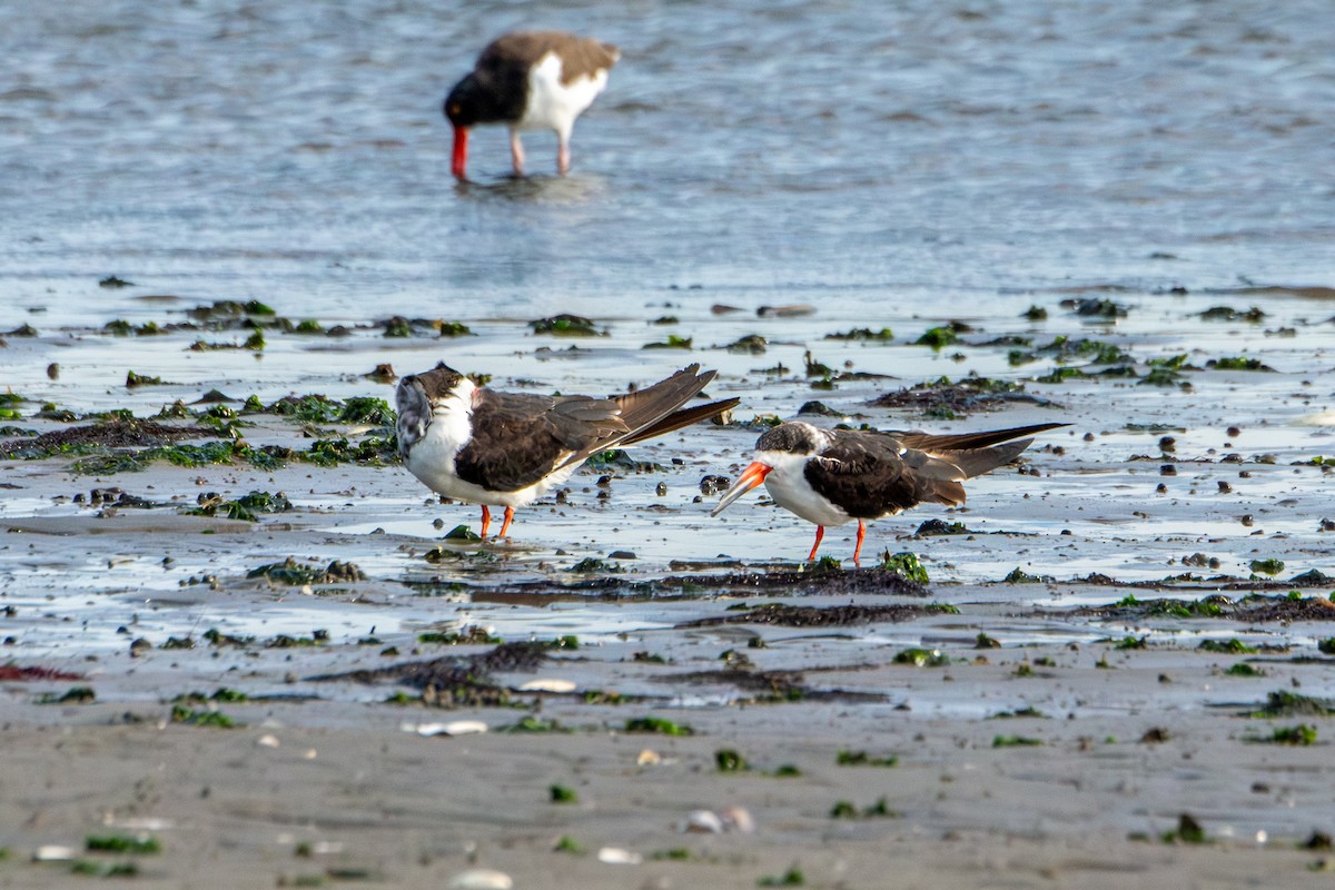 Black Skimmer - ML644463245