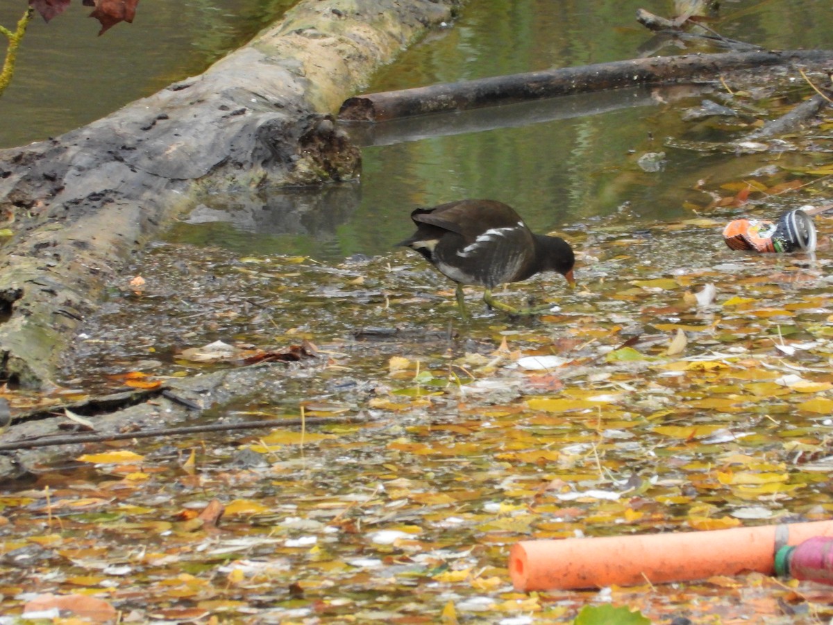 Eurasian Moorhen - ML644463248