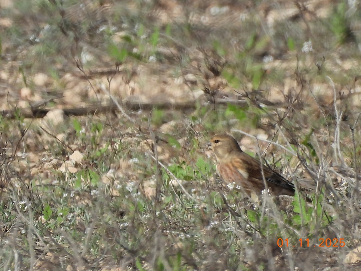 Eurasian Linnet - ML644463250