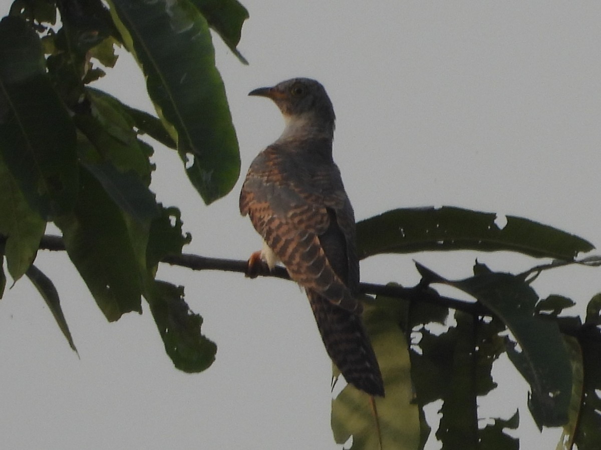 Plaintive Cuckoo - ML644463257