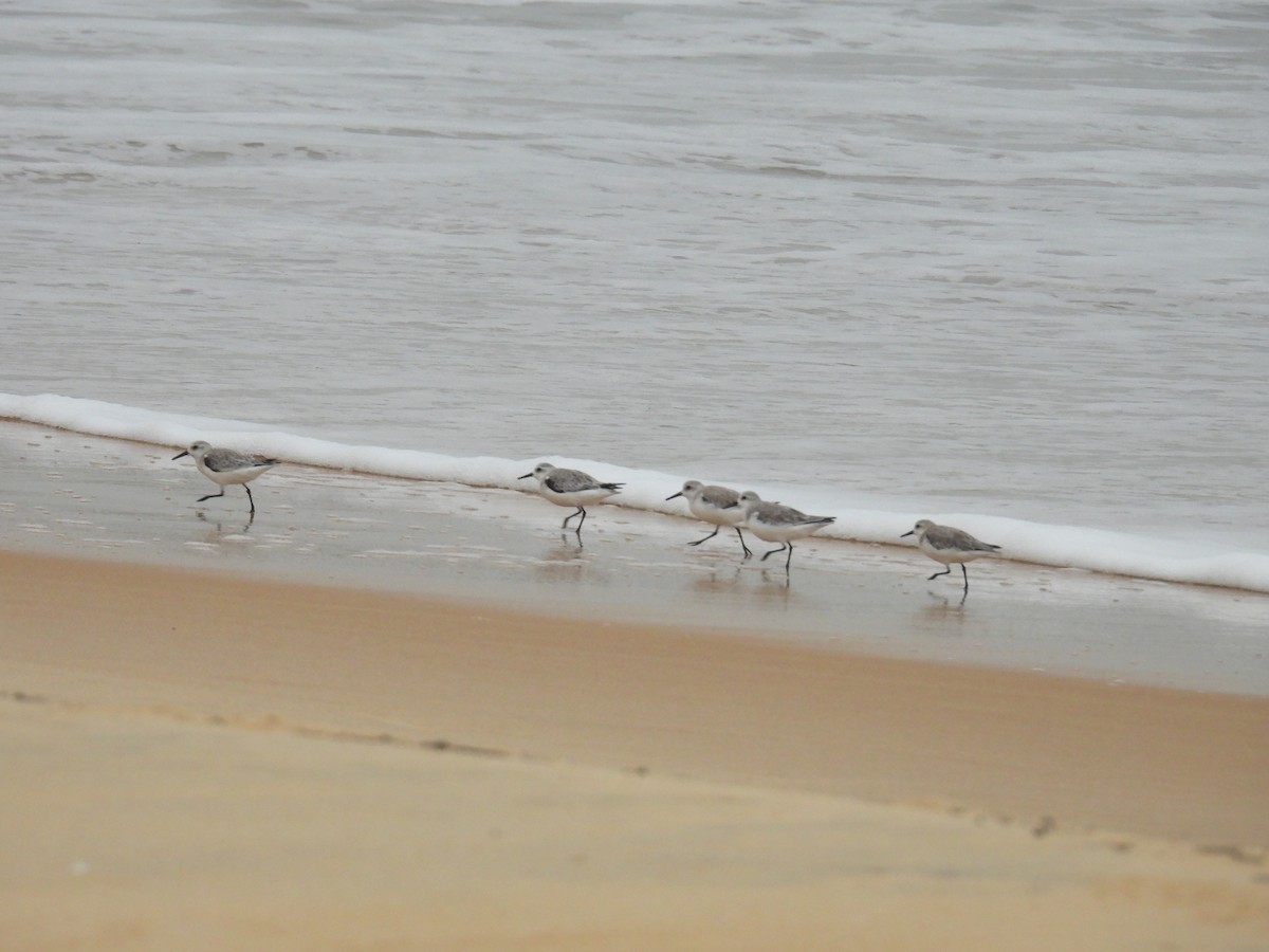 Sanderling - ML644463264