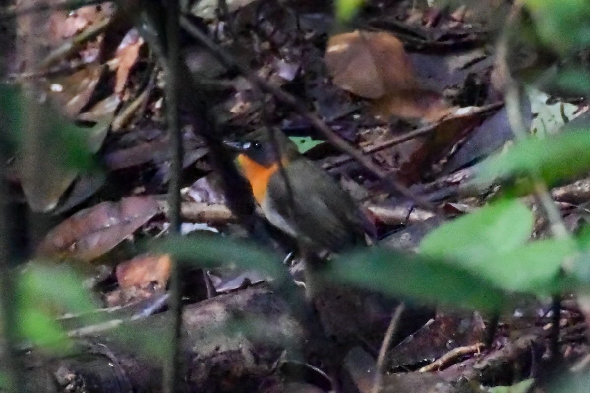 Turuncu Göğüslü Orman Bülbülü - ML644463265