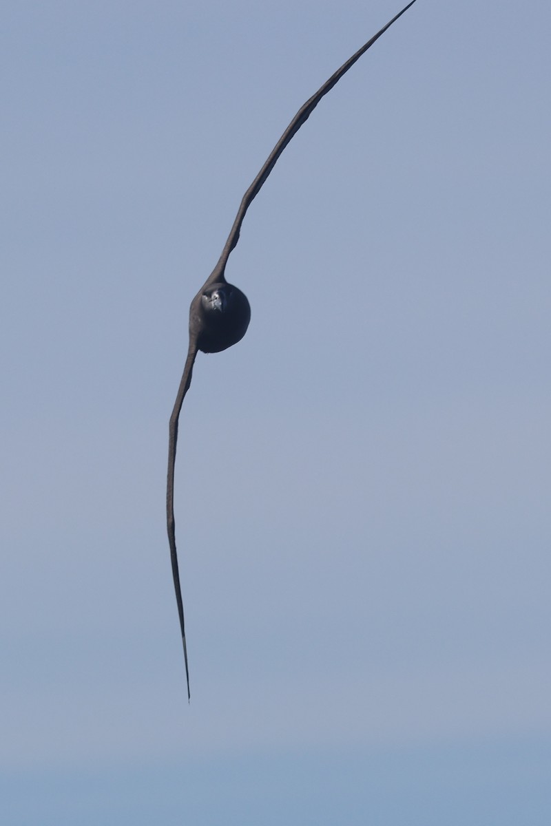 Albatros à pieds noirs - ML644463266