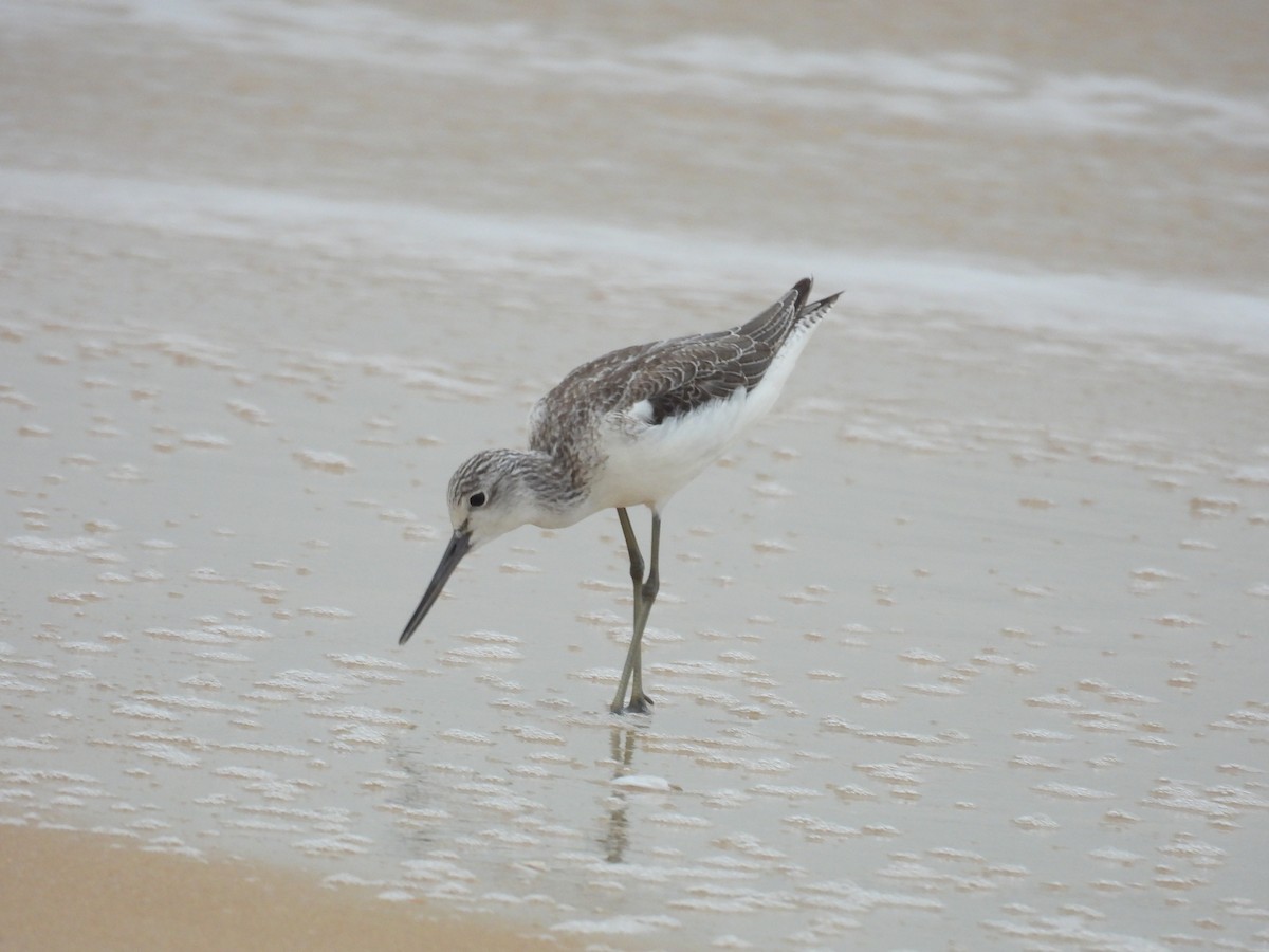 Common Greenshank - ML644463270