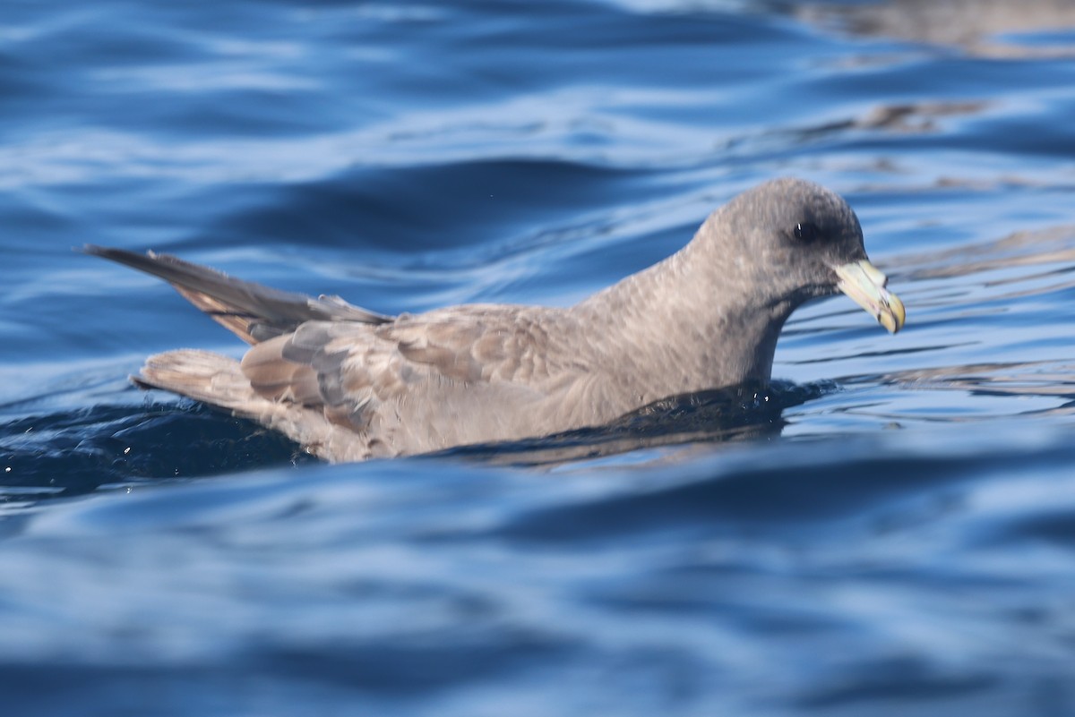 Fulmar boréal - ML644463272