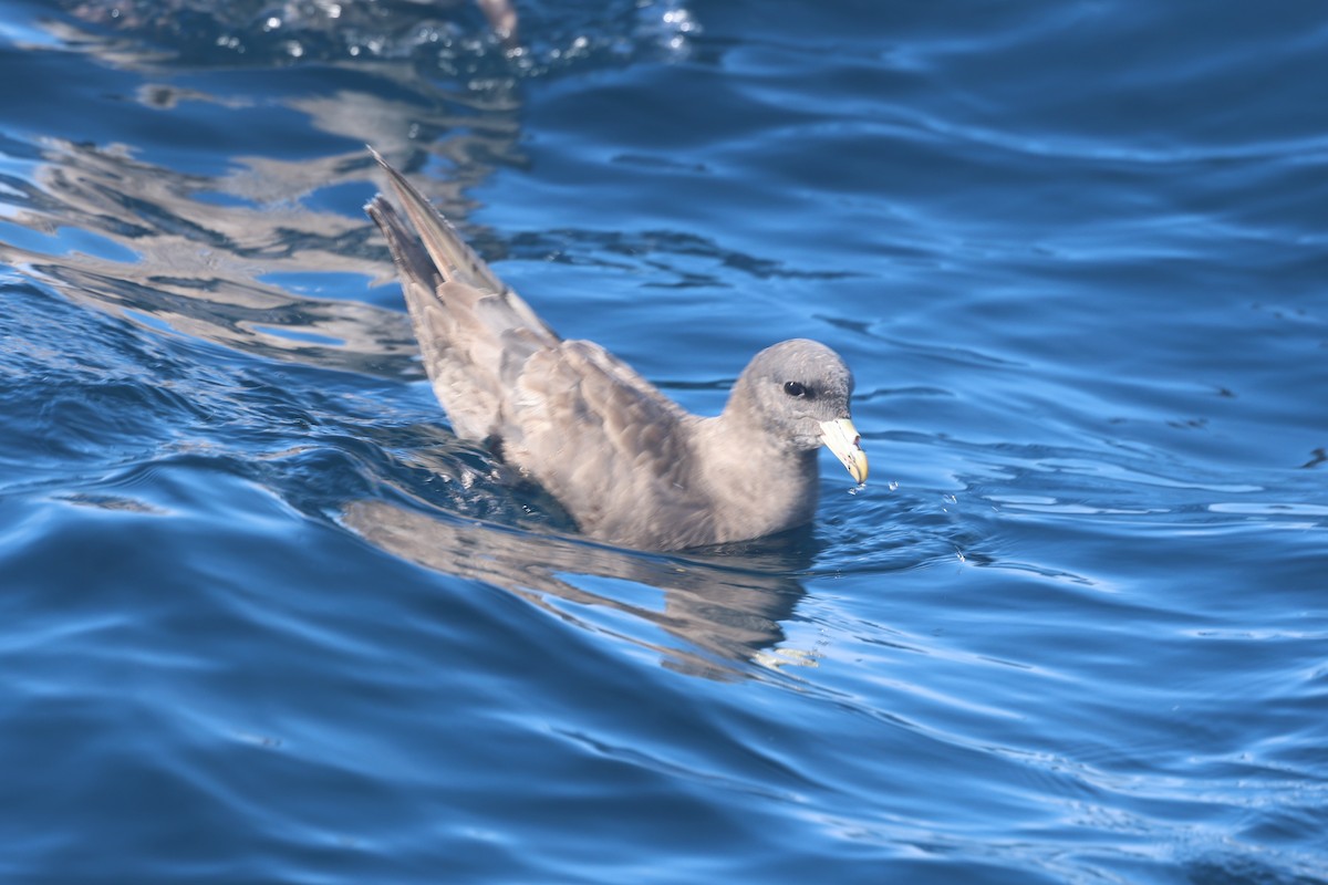 Fulmar boréal - ML644463273