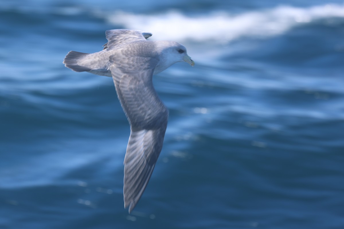 Fulmar boréal - ML644463274