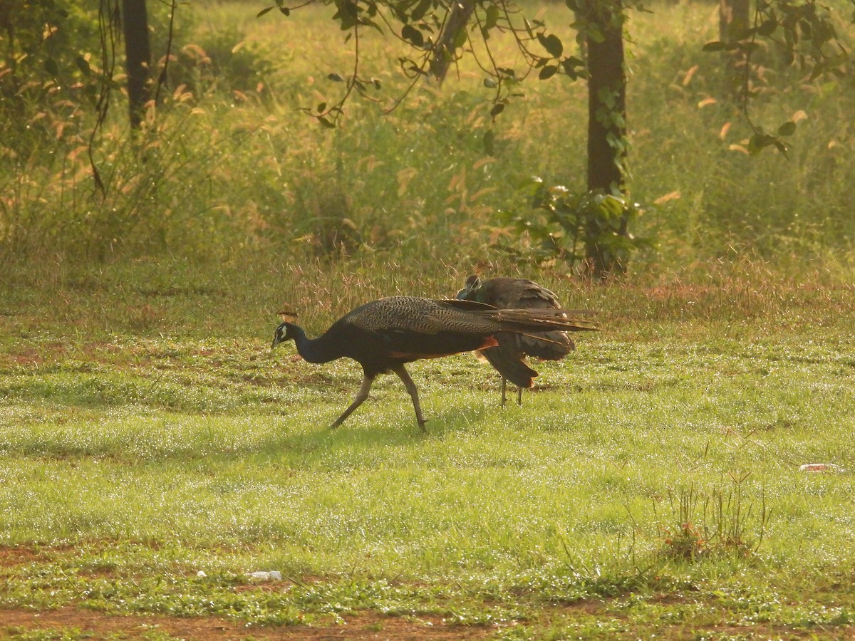 Indian Peafowl - ML644463276