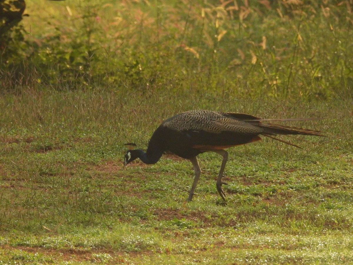 Indian Peafowl - ML644463277