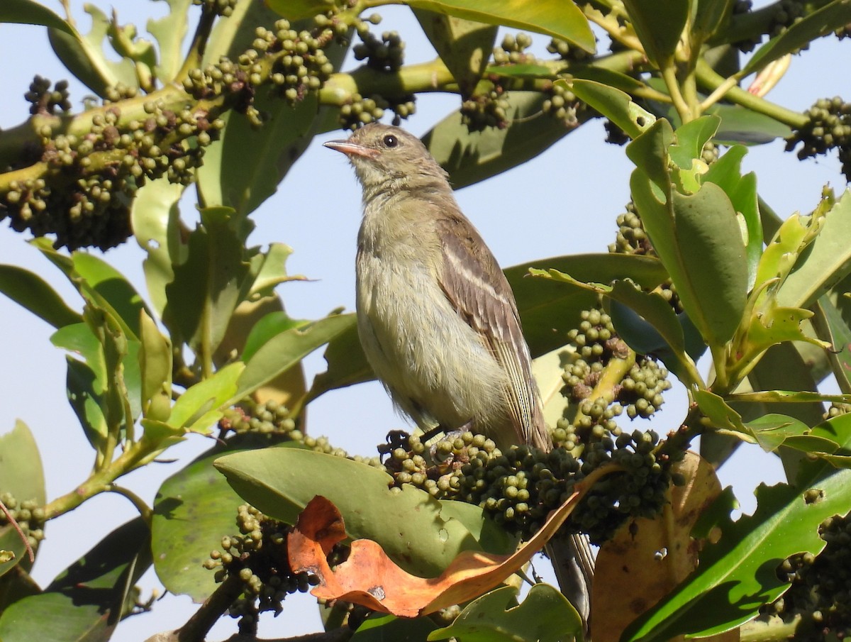 Highland Elaenia - ML644463280