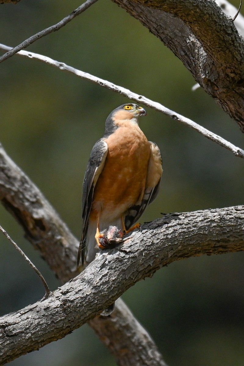 ムネアカハイタカ - ML644463285