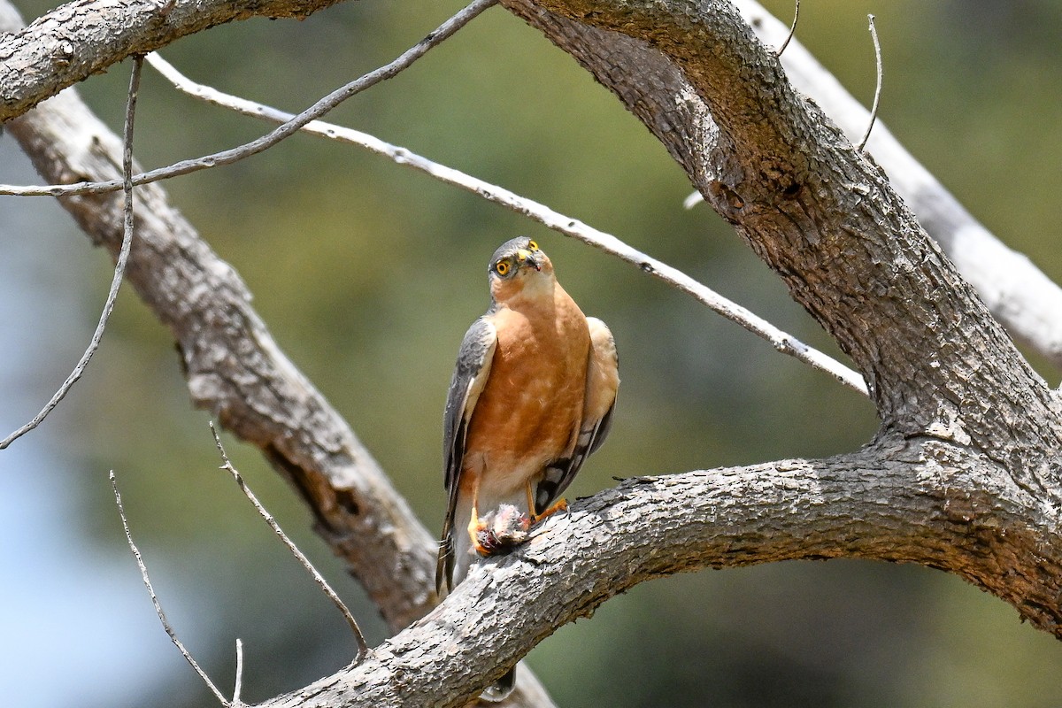 ムネアカハイタカ - ML644463286