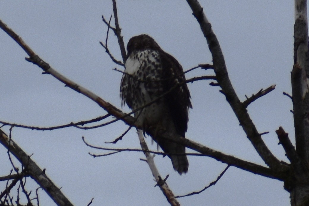 Busardo Colirrojo - ML644463289