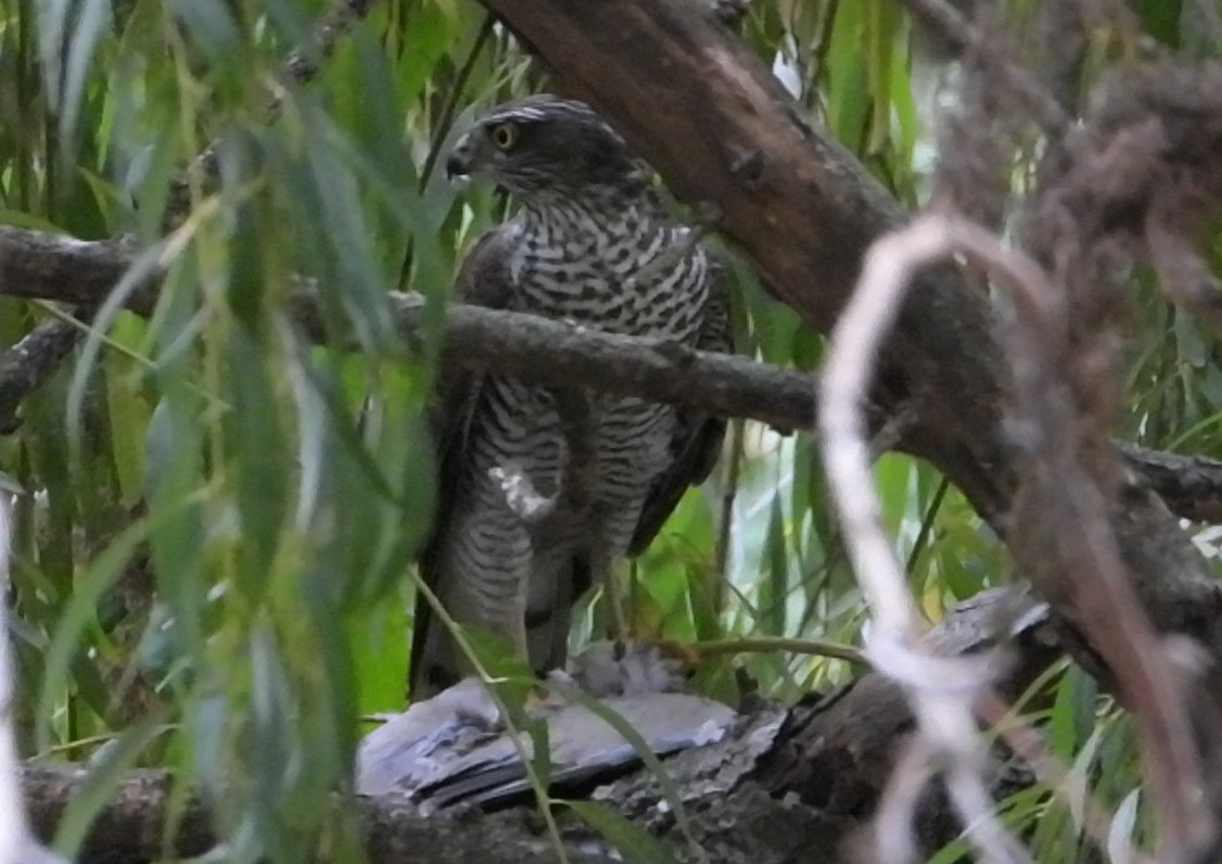 Eurasian Sparrowhawk - ML644463291