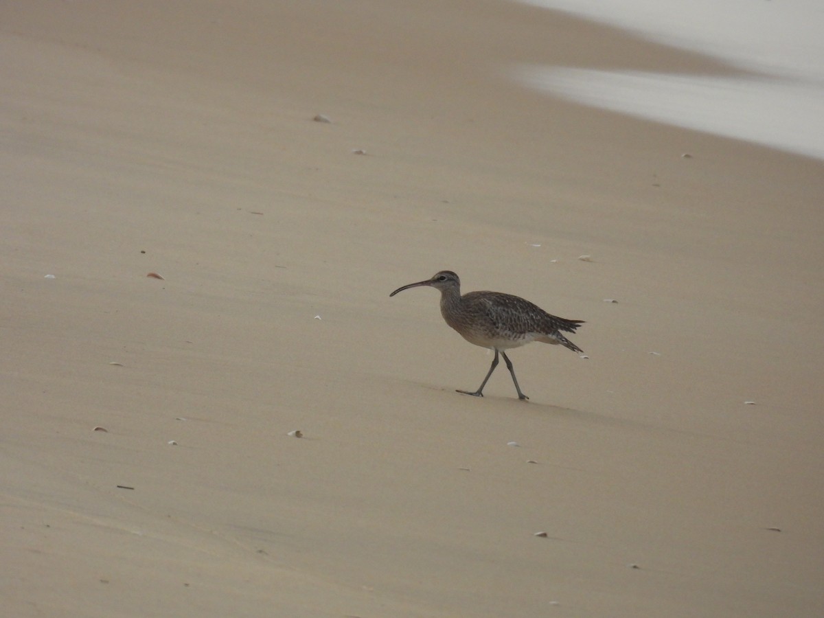 Eurasian Whimbrel - ML644463293