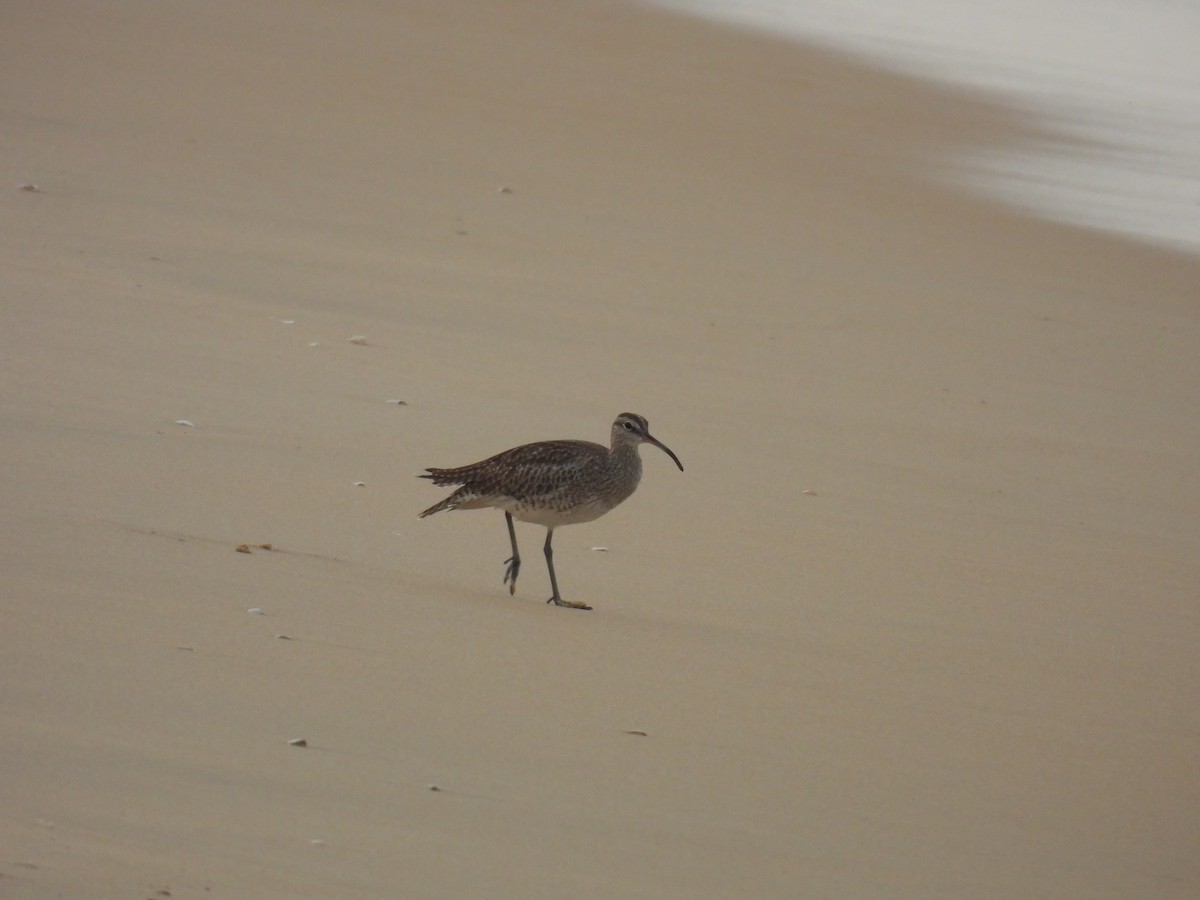 Eurasian Whimbrel - ML644463294