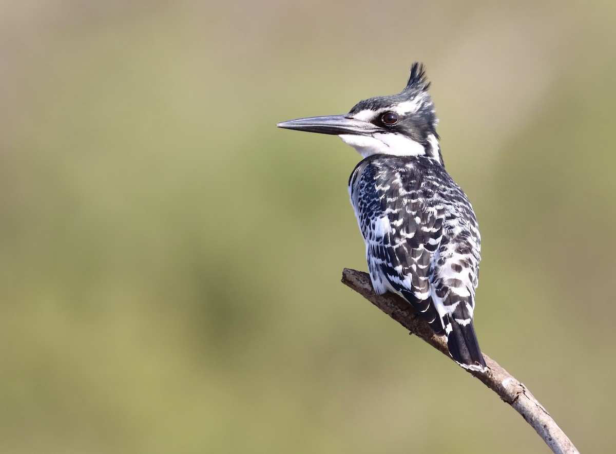 Martin-pêcheur pie - ML644463303