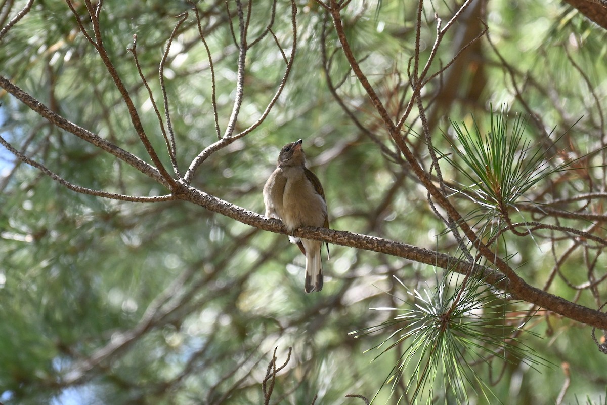Lesser Honeyguide - ML644463314