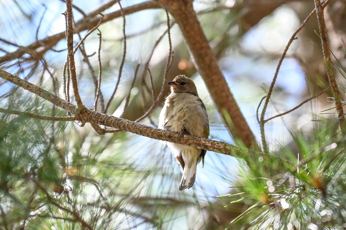 Lesser Honeyguide - ML644463315