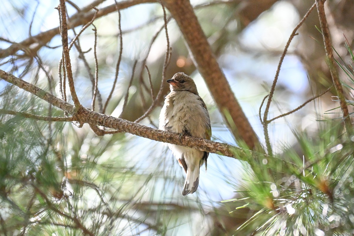 Lesser Honeyguide - ML644463316