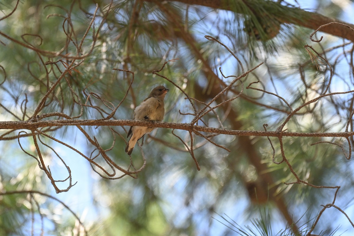 Lesser Honeyguide - ML644463317