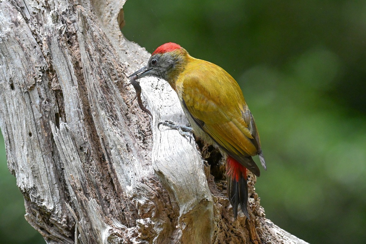 Olive Woodpecker - ML644463320