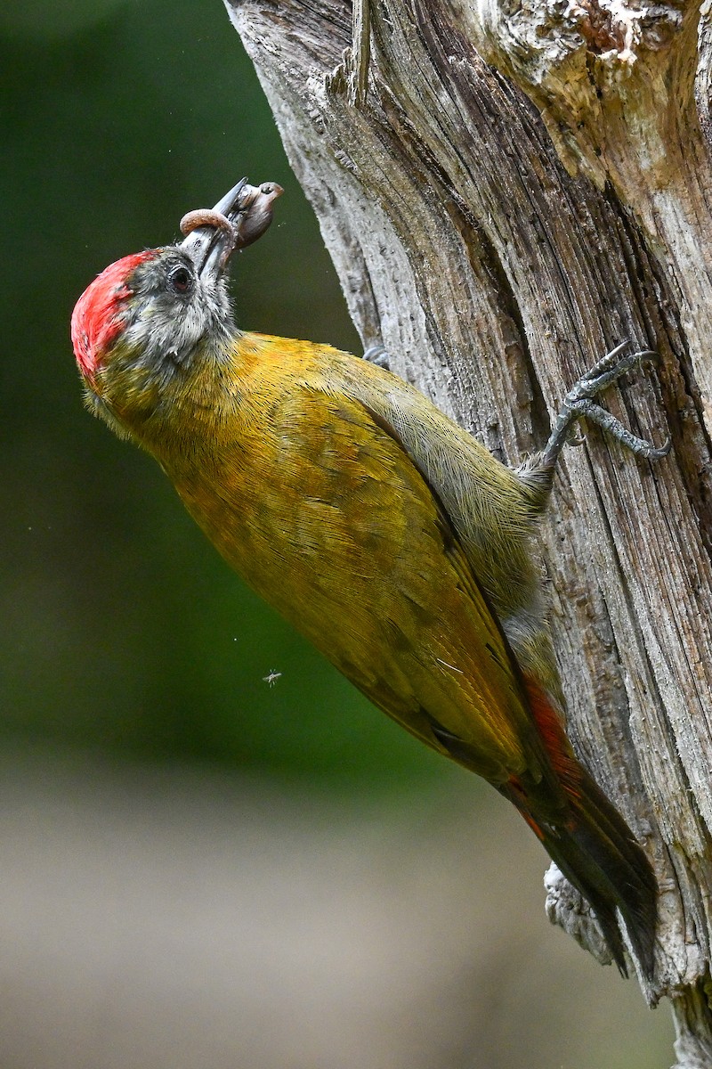 Olive Woodpecker - ML644463321