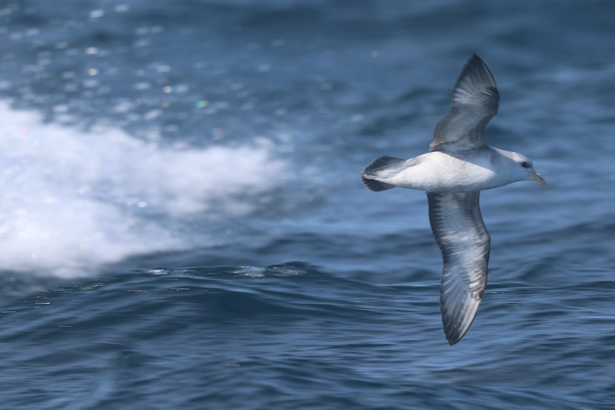 Fulmar boréal - ML644463323