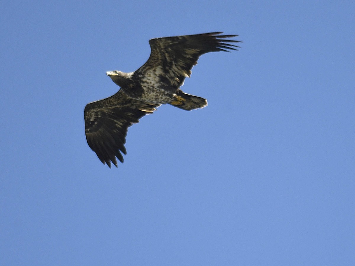 Bald Eagle - ML644463325