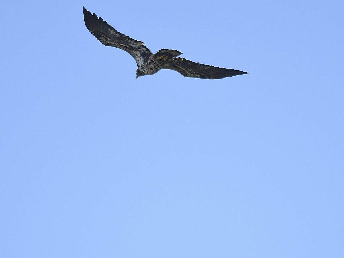 Bald Eagle - ML644463326