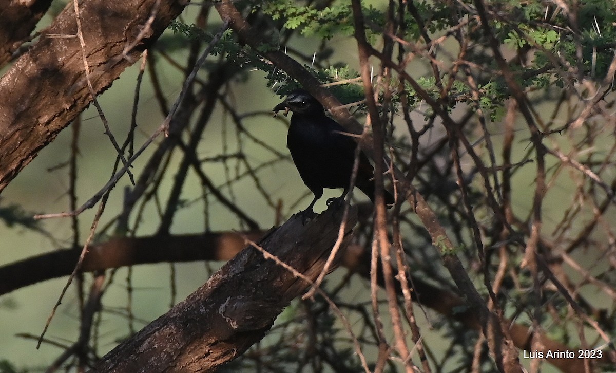 Red-winged Starling - ML644463331
