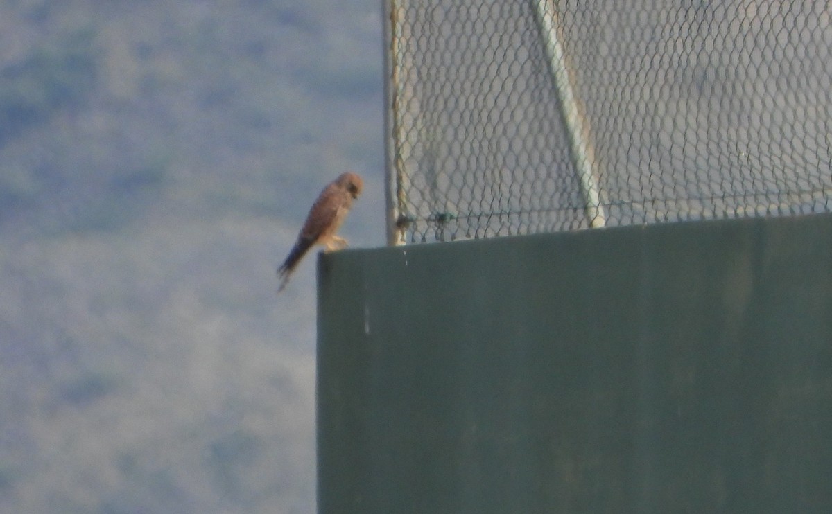 tårnfalk - ML644463332