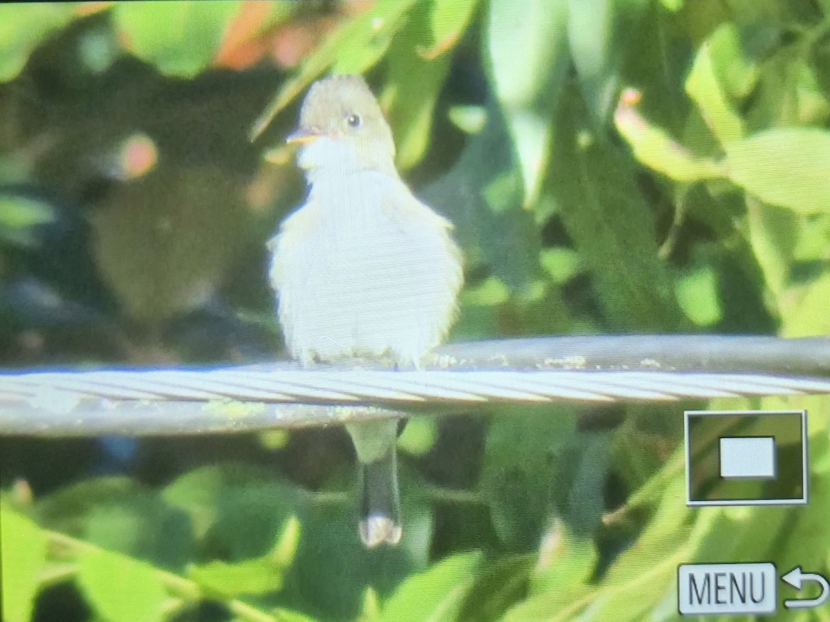 Eastern Wood-Pewee - ML644463339