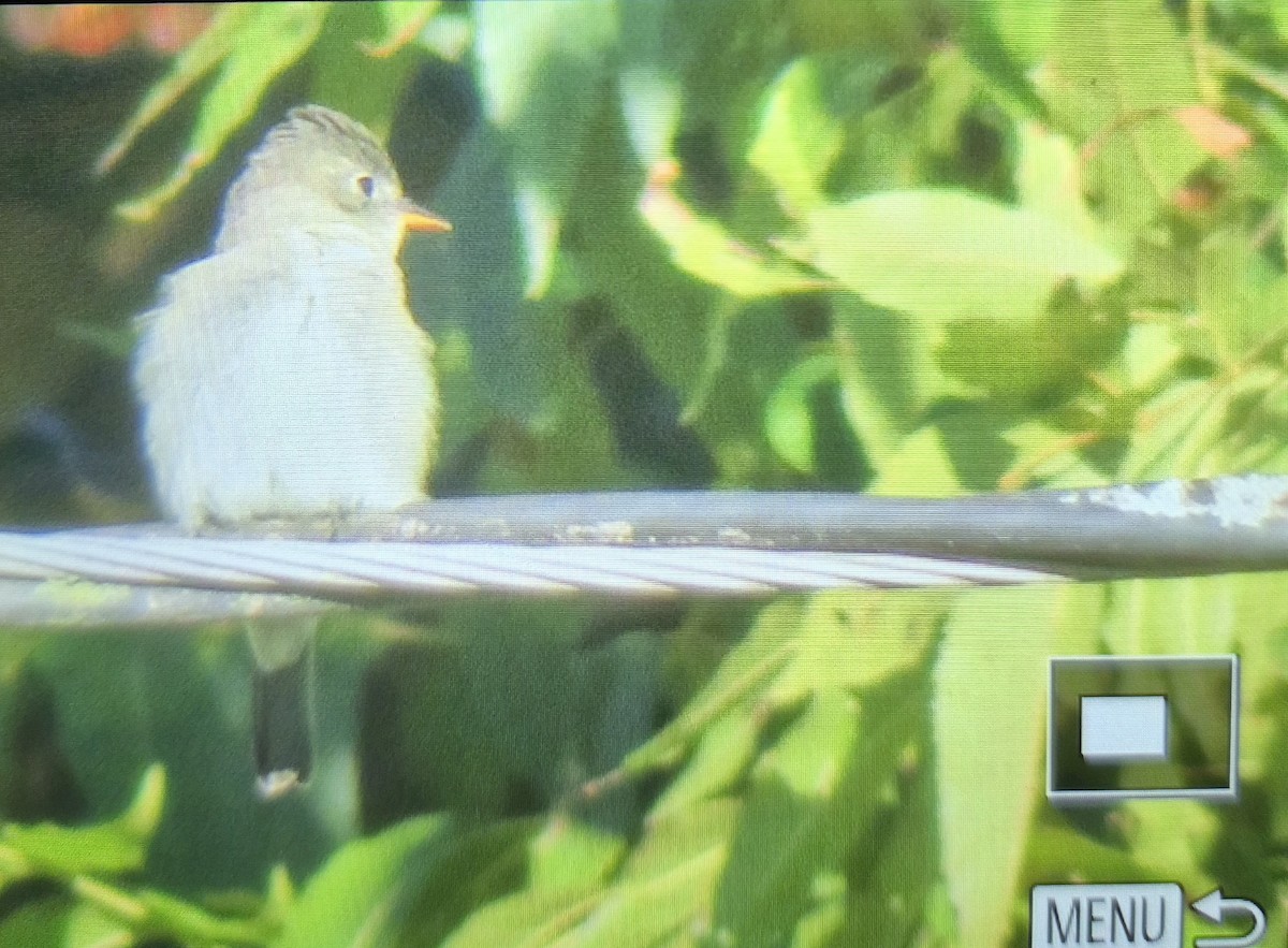 Eastern Wood-Pewee - ML644463340