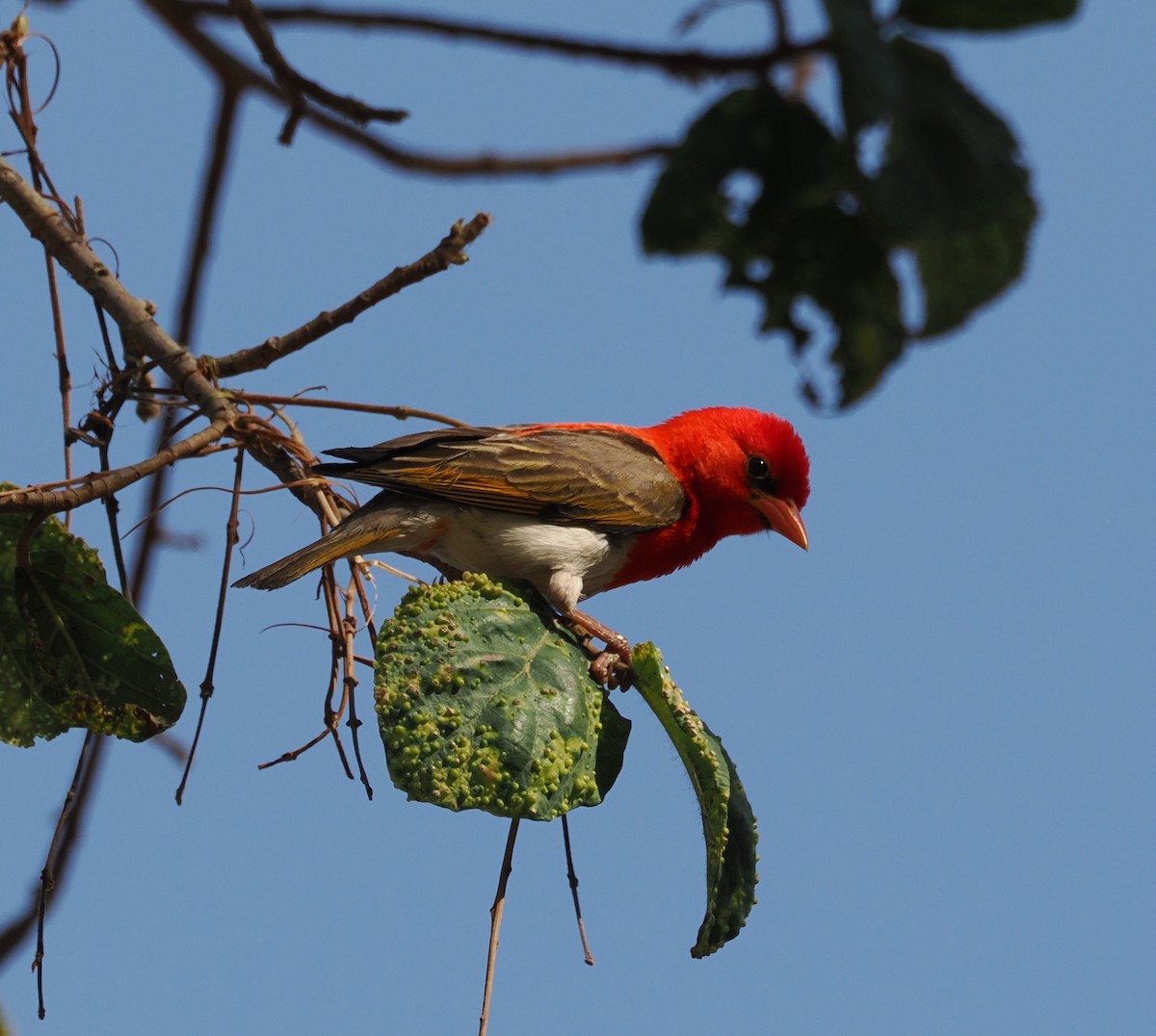 Red-headed Weaver (Southern) - ML644463342