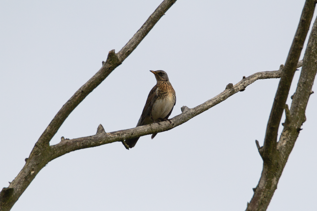 Fieldfare - ML644463343