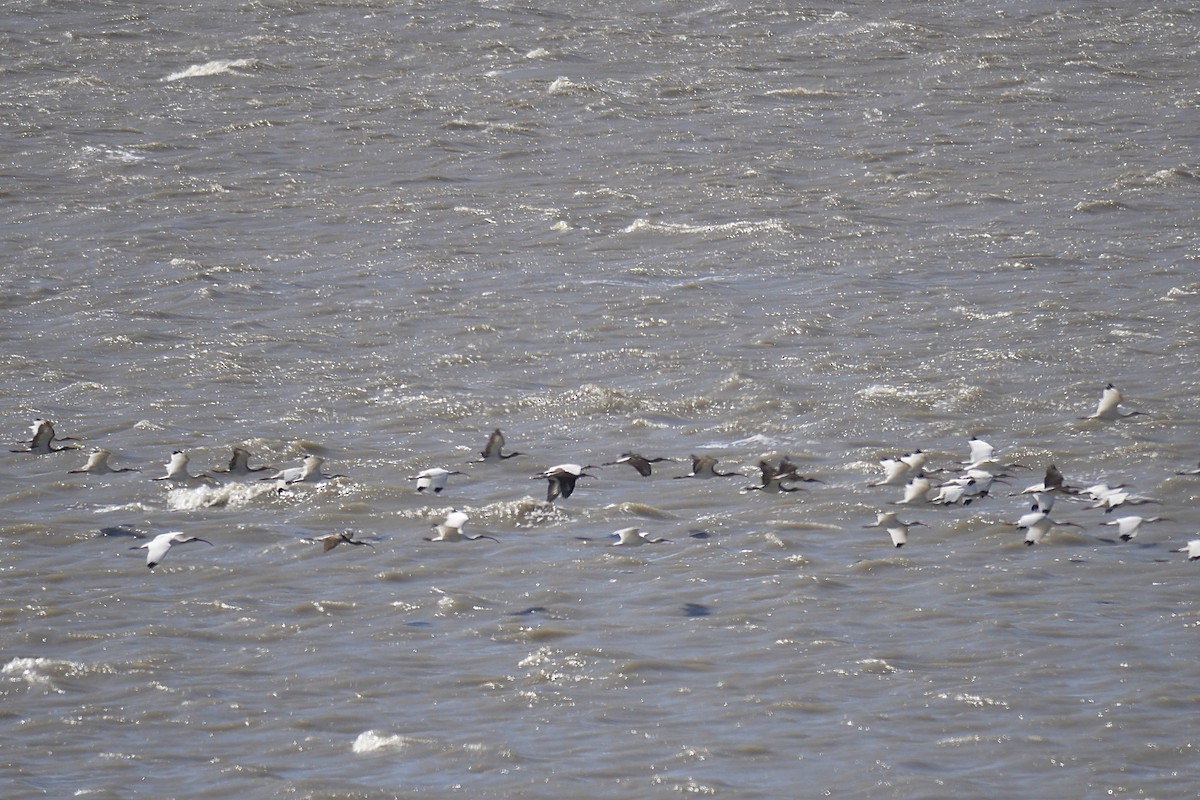 White Ibis - ML644463344