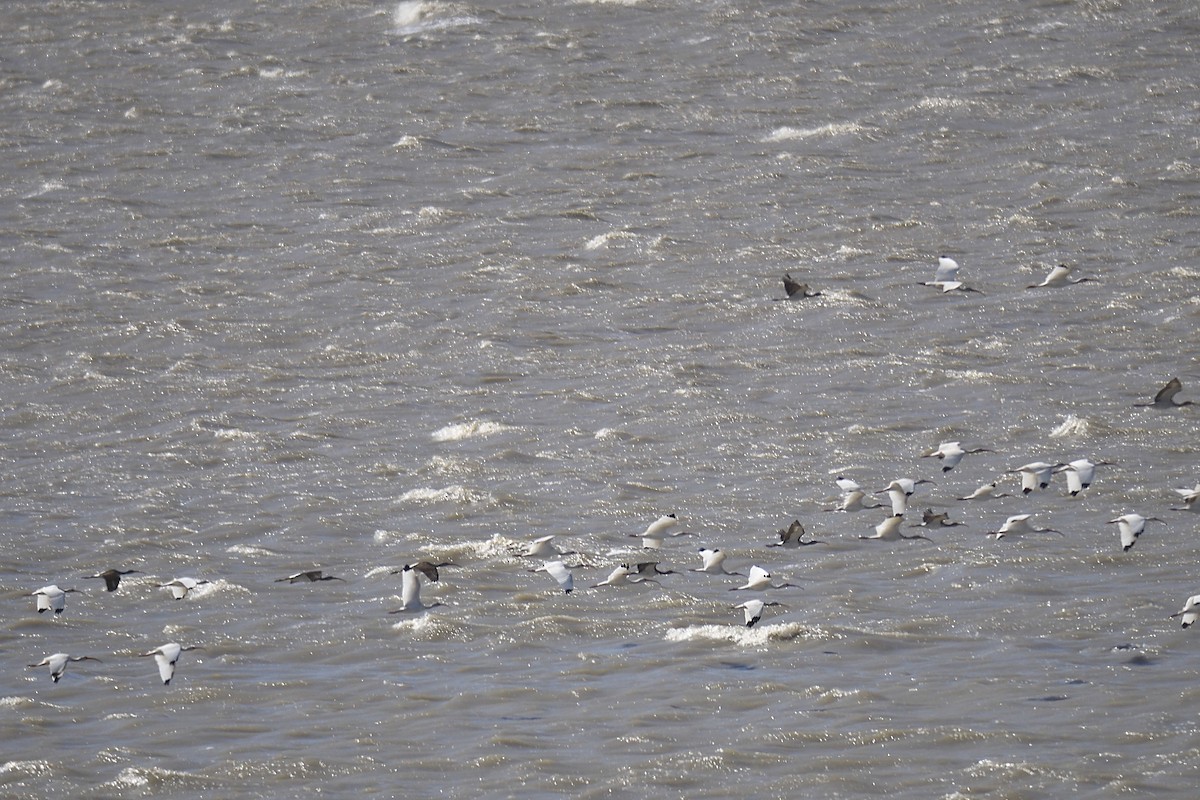 White Ibis - ML644463345