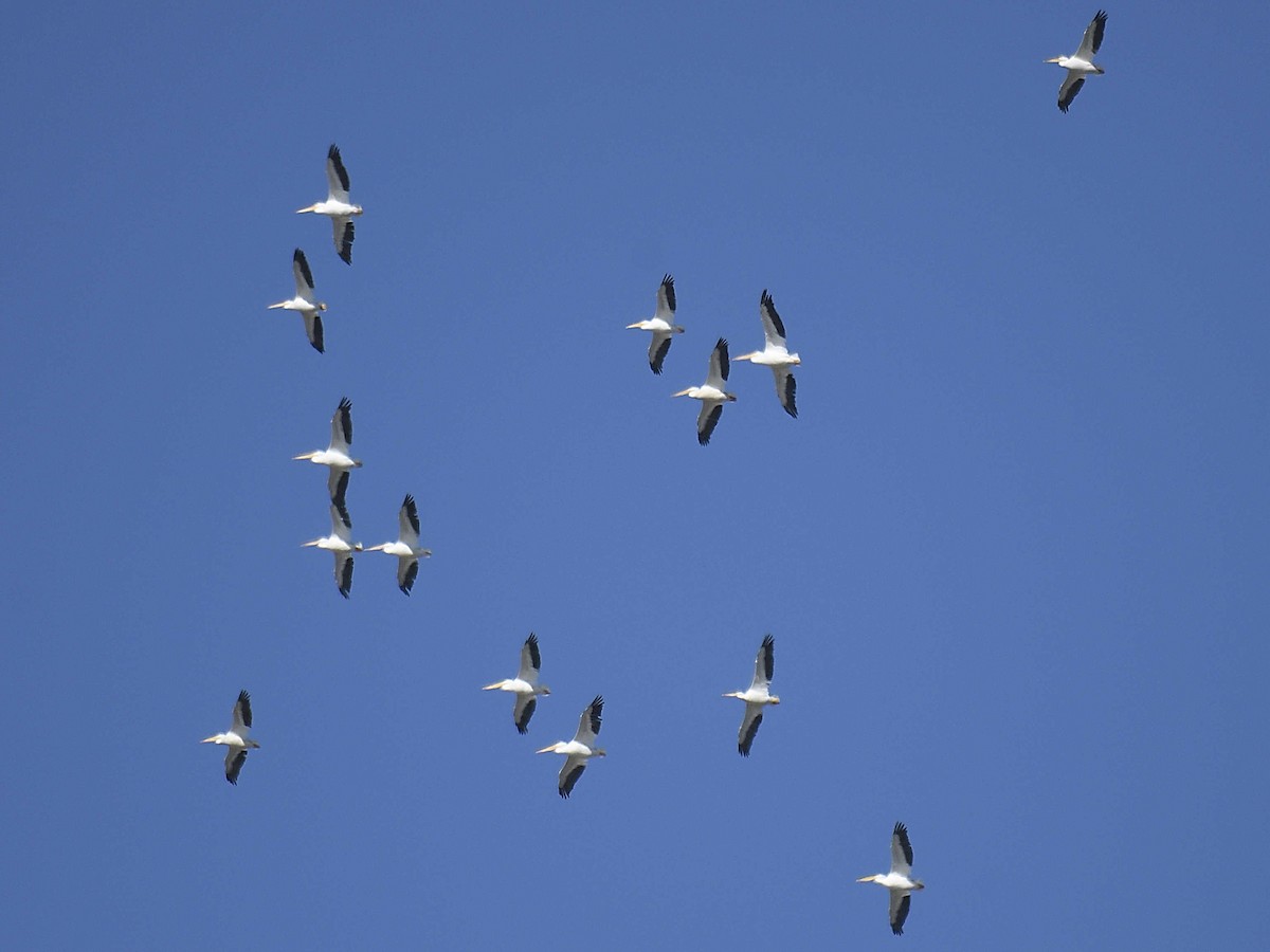 American White Pelican - ML644463350