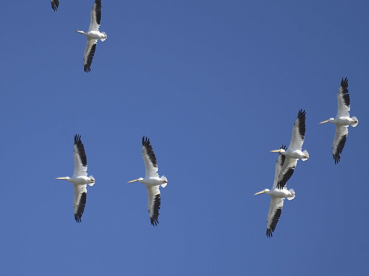 American White Pelican - ML644463352