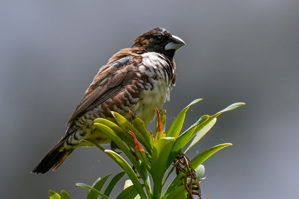 Bronze Mannikin - ML644463357