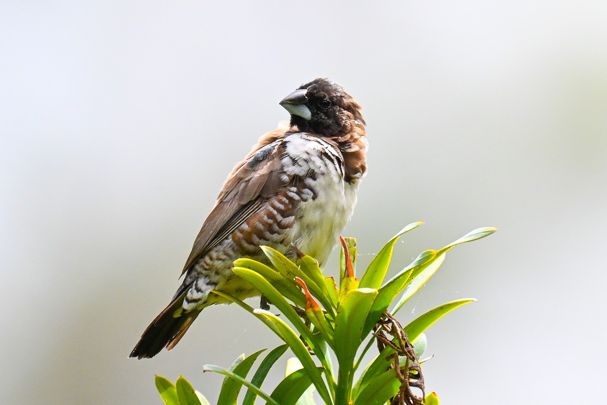 Bronze Mannikin - ML644463358