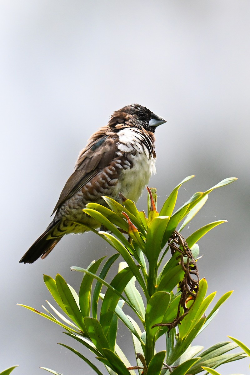 Bronze Mannikin - ML644463359