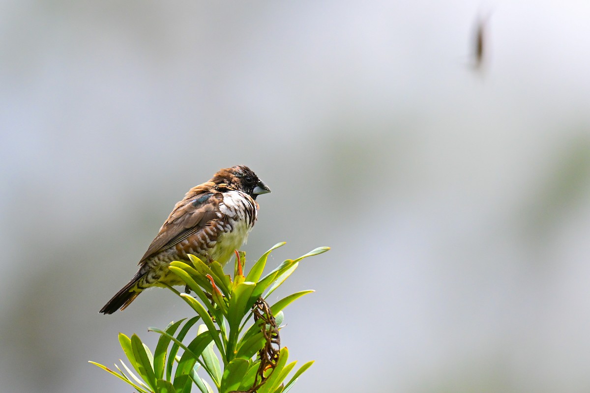Bronze Mannikin - ML644463360