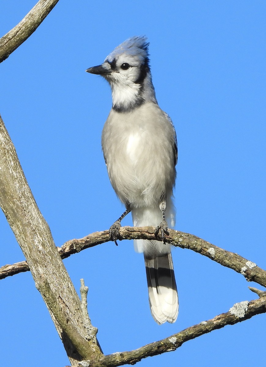 sojka chocholatá - ML644463378